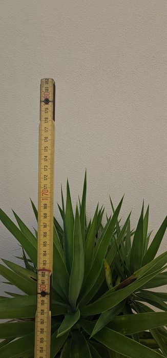 VENDIDA - Yucca (Yucca elephantipes) – planta grande e robusta ±1,70m