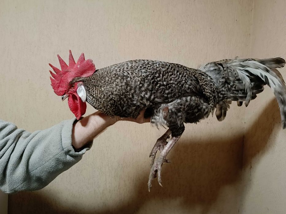 Koguty po 70zł i 100zł