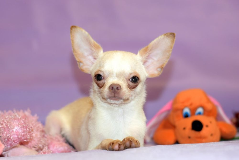 Палевый мальчишка чихуахуа
