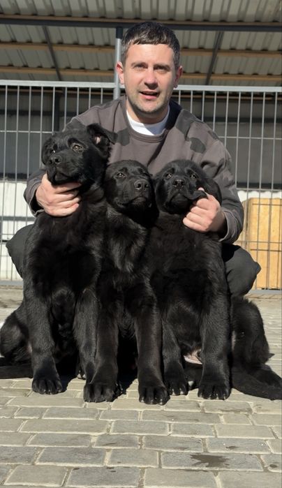 Щенки Немецкой овчарки