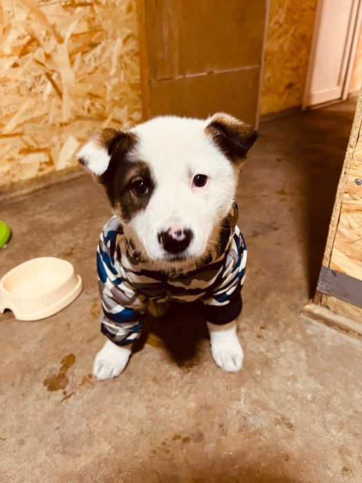 Віддам цуцика в добрі руки