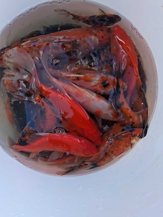 Ryby do wiosennych zarybień