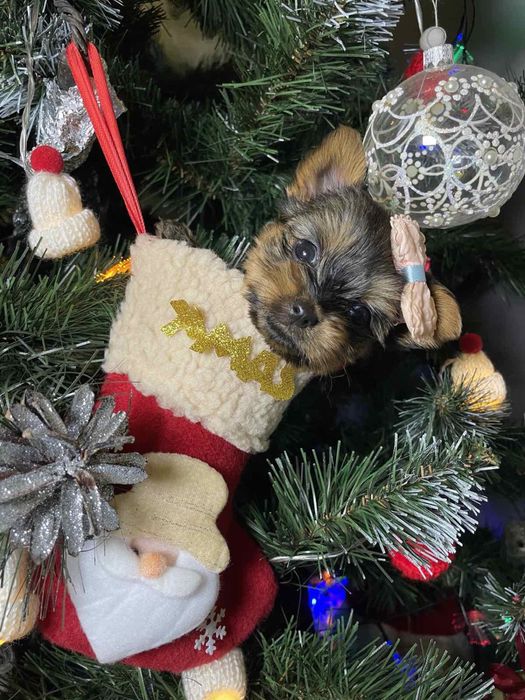 Щенок йорк ждет в новогодние праздники свою семью