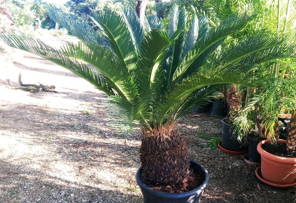 Cycas revoluta ou falsa palmeira, sagu, de vários tamanhos