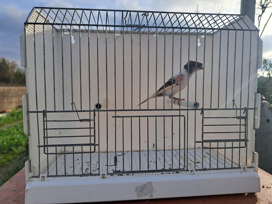 Canário Arlequim Português