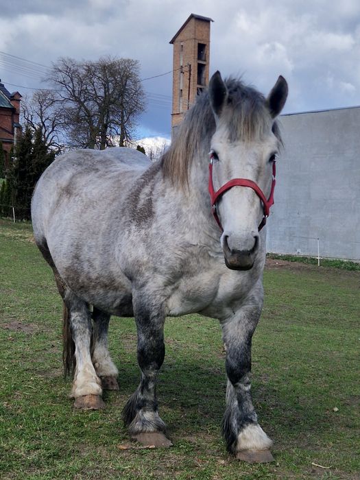 Sprzedam Klacze PKZ !