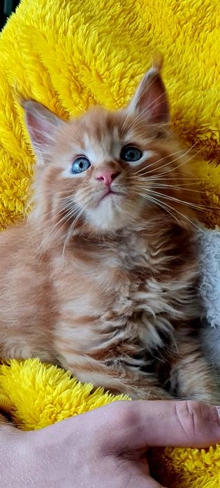 Maine Coon Rudy kocurek śliczny