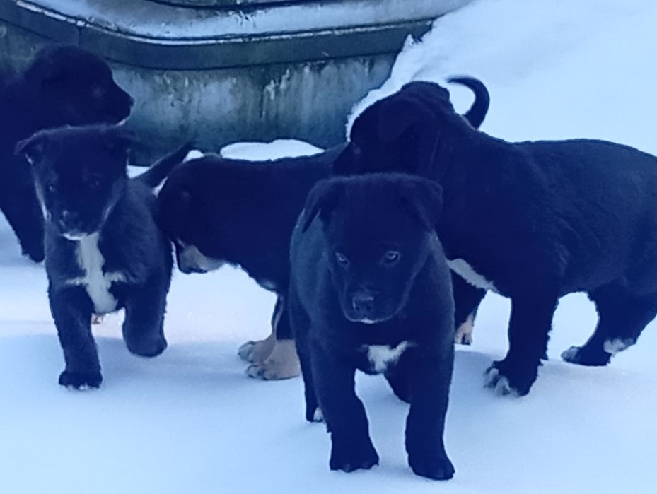 Oddam pieska w dobre ręce.