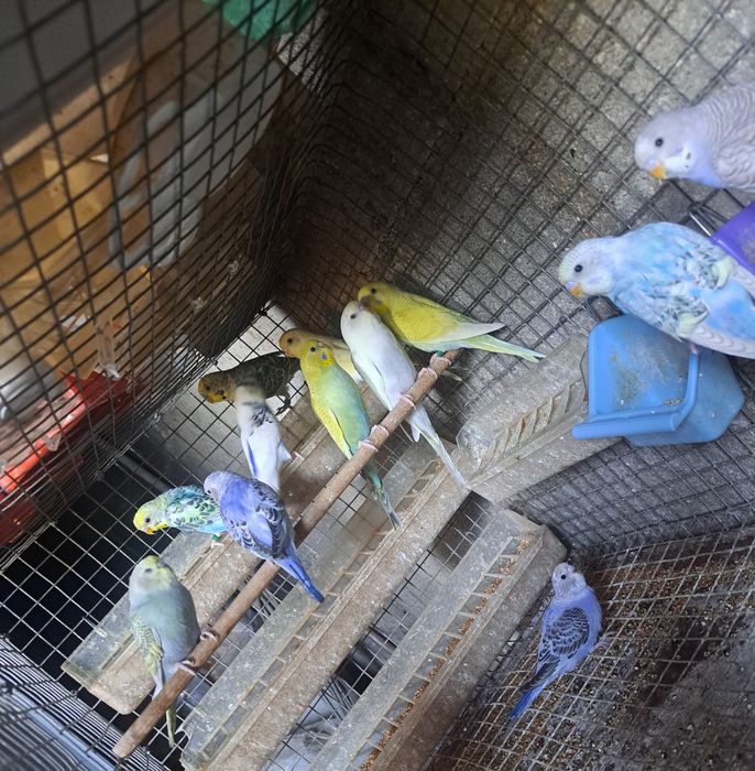 Periquitos australianos