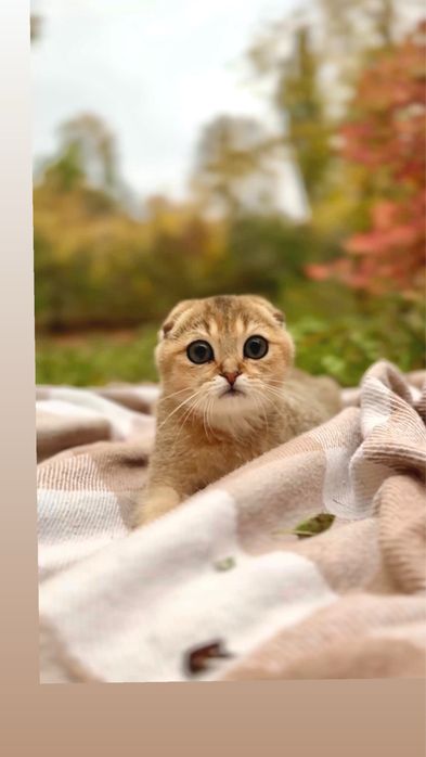 Висловухі шотландські кошенята а золоті шиншили