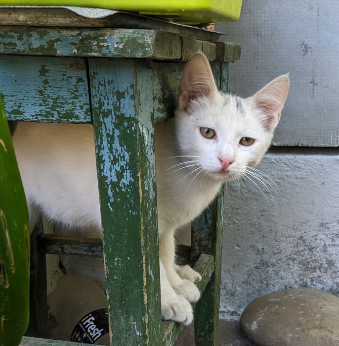 Срочно котик в добрі ручки