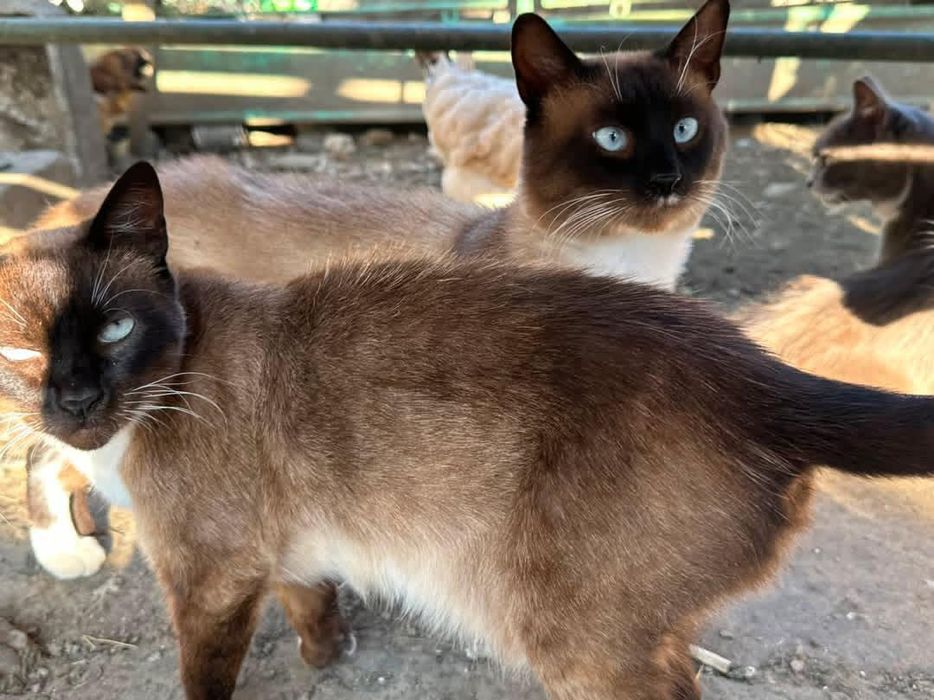 Сіамські кошенята віддам в добрі руки