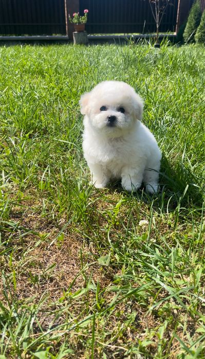 Цуценята бішон фрізе з офіційного розплідника готові до переїзду