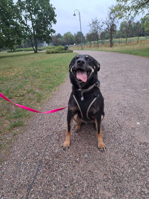 Dakota - super sunia do adopcji