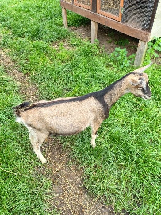 Koziołek urodzony w kwietniu