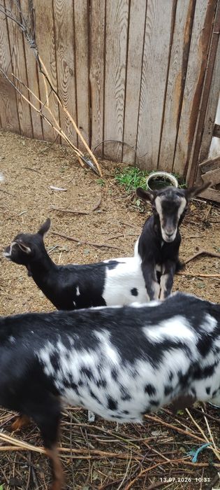 Продам двох кізок камеруночок