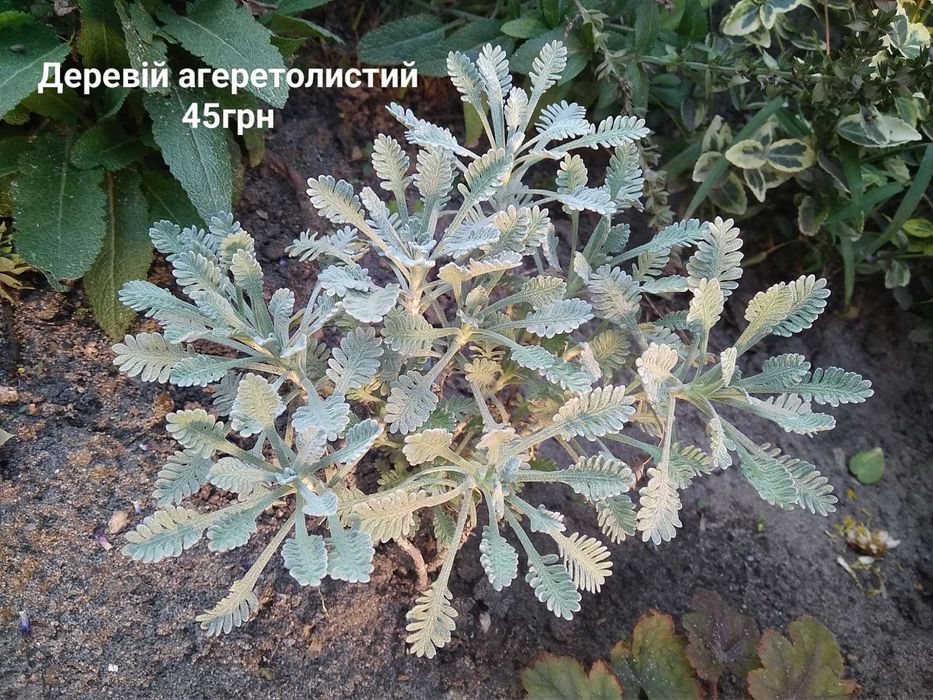 очиток, седум варієгатний, посухостійкі рослини