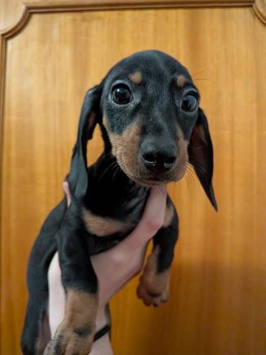 Teckel fêmea com LOP [pedigree]