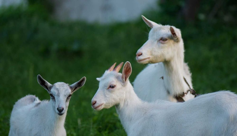 Коза дійна породиста