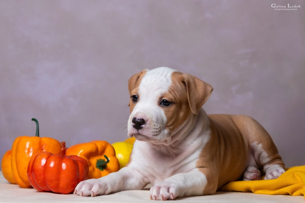 Перспективна дівчинка Амстаффа (КСУ) — All’Vari Style. 2.5 місяці