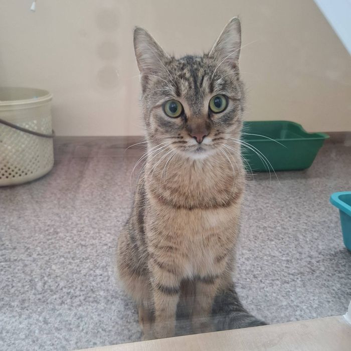 Отдам кошку лесного окраса, 10 месяцев, стерилизована