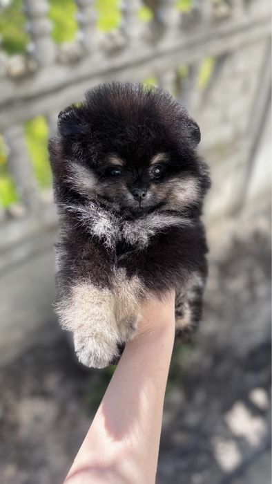Красуня померашка