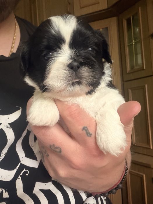 Sih tzu piekny piesek malutki