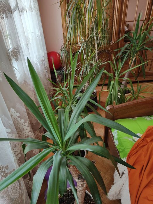 Вазони юка фікус лимон гранат