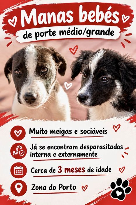 Cadelas bebés para adoção responsável