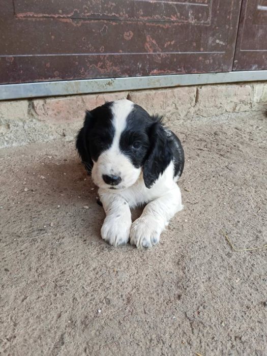 Продам щенят Спаніельчиків