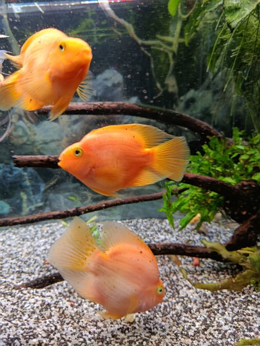 Sprzedam Pielęgnice Papuzie