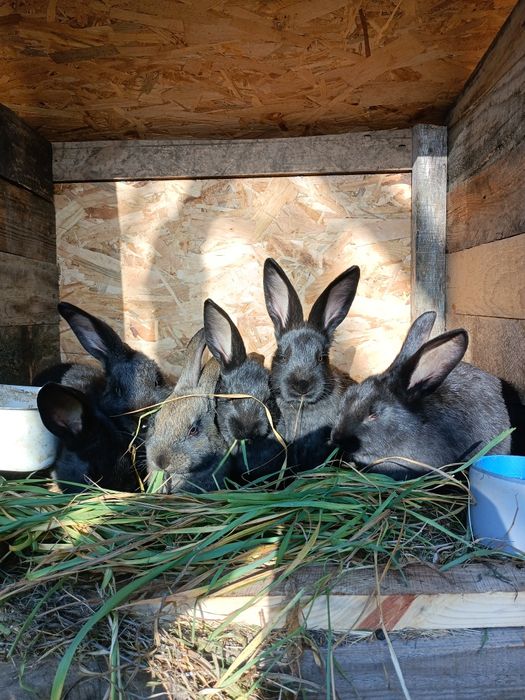 Продам  кроленят