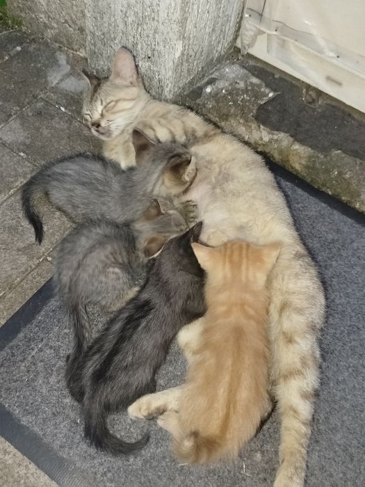 Кошенятка шукають дім!!!