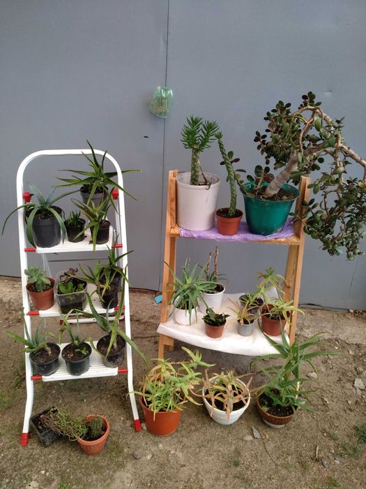 Алое вера, лекарственное, агава, денежное дерево, красулла, кактус