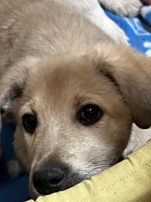 В добрі руки цуценятко