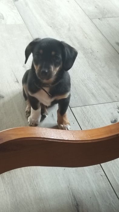 Oddam psinki w dobre ręce