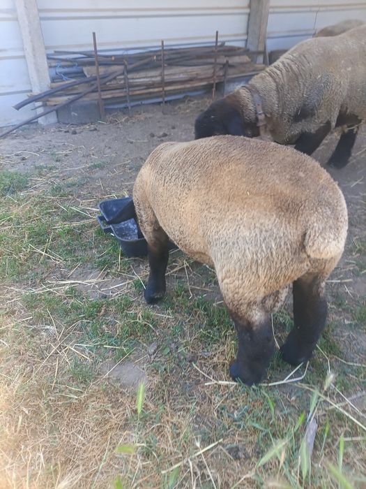 Vendo borrego de raça Suffolk Ingles puro filho de pais com certificado