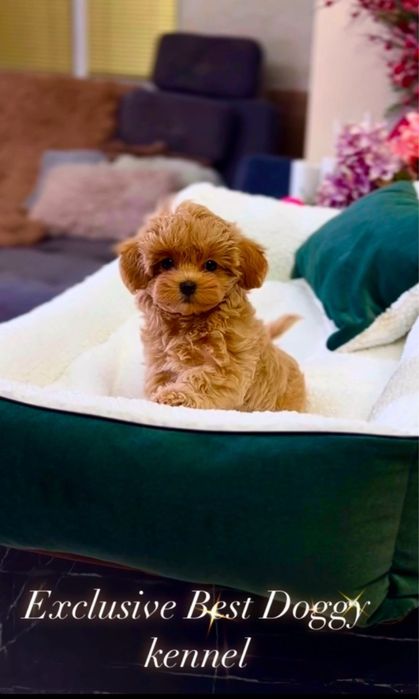 Карамельні мальтіпу ф1. SUPER VIP цуценята мальтіпу. Щенки мальтипу.