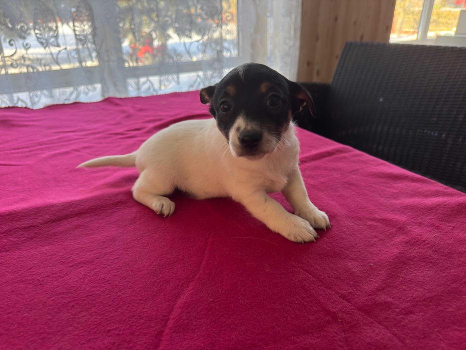 Jack Russell Terrier - suczka