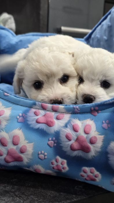 Bichon Frise Fci piesek