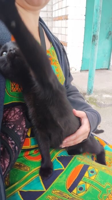 Кошеня в добрі ручки. Котик шукає домівку. Кіт