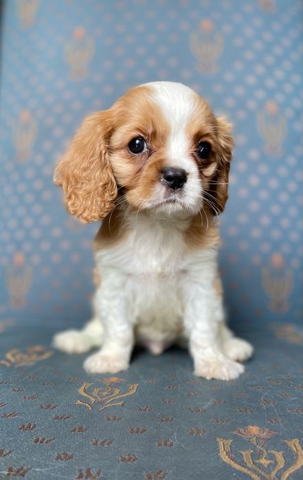 Cavalier king charles spaniel- chłopczyk