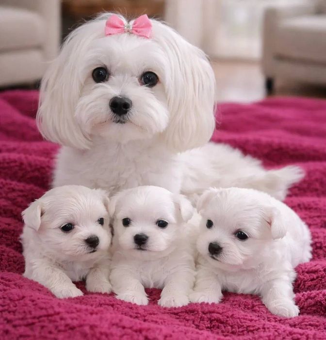 Мальтийская болонка