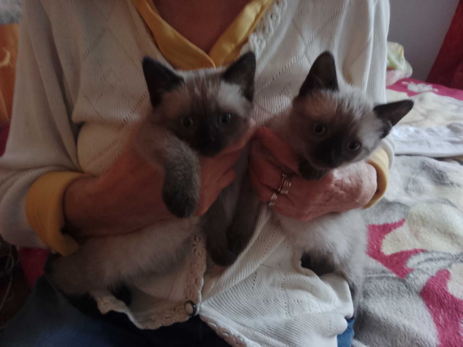 Продам Сіамське кошеня
