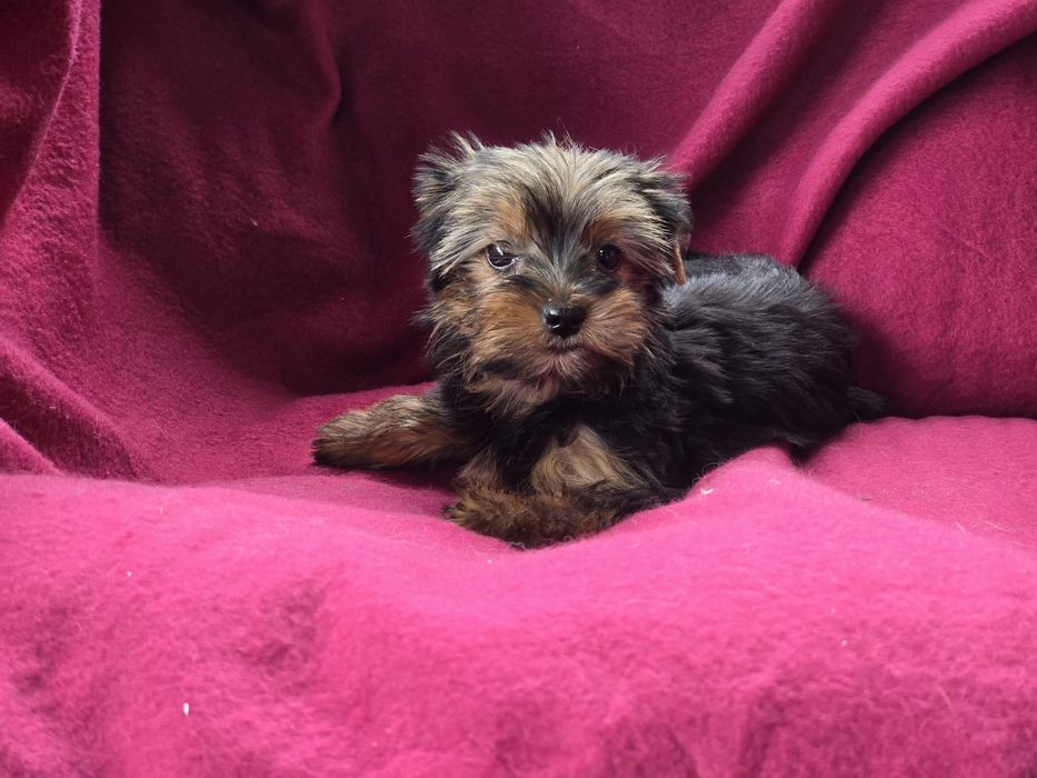 Suczka Yorkshire terrier