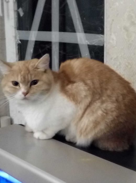 Шотландская Золотая шиншилла!!