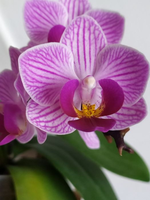 Орхідеї, хойї , пеларгонії, гібіскуси,кали та інші