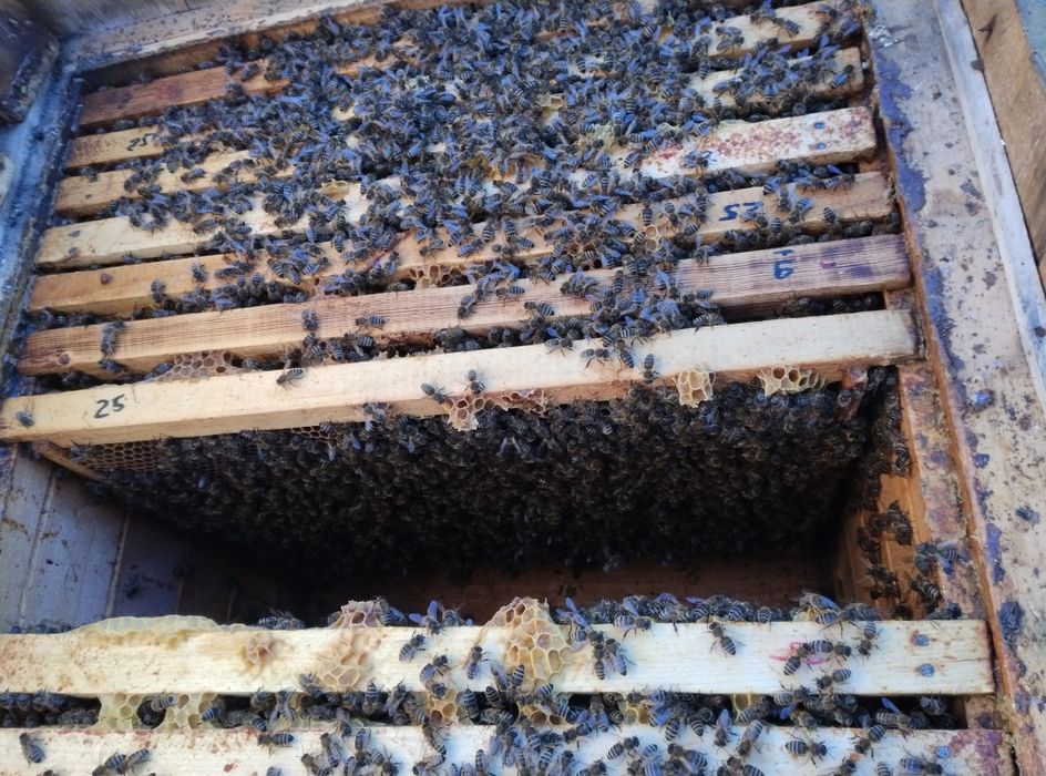 Продам бджолопакети, бджолосімї.