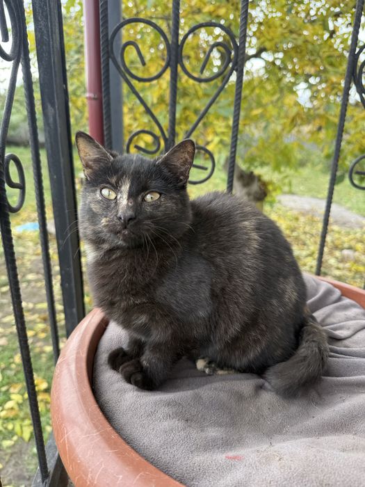 Кошенята шукають дім!