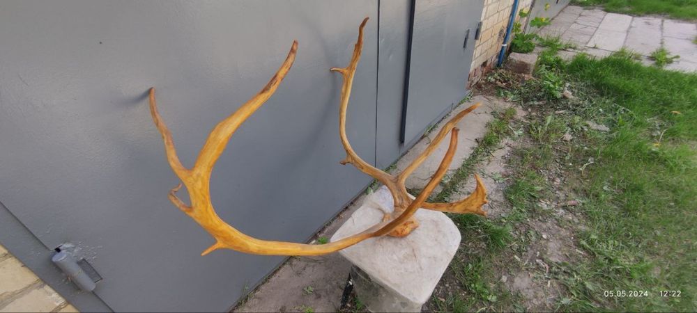 Рога северного оленя